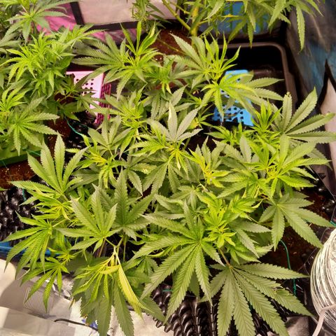 Mandarin Zkitt No.1 growlog timeline photo