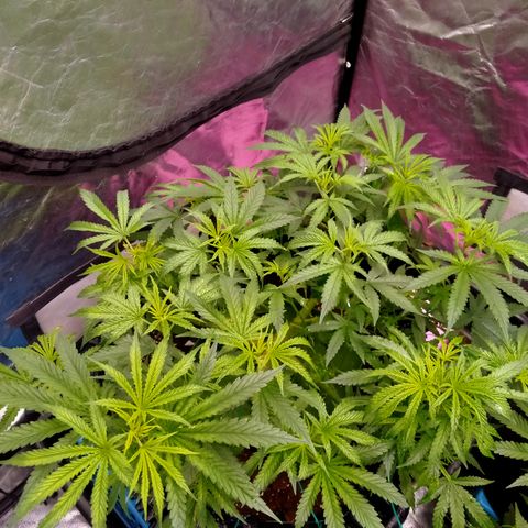 Mandarin Zkitt No.2 growlog timeline photo