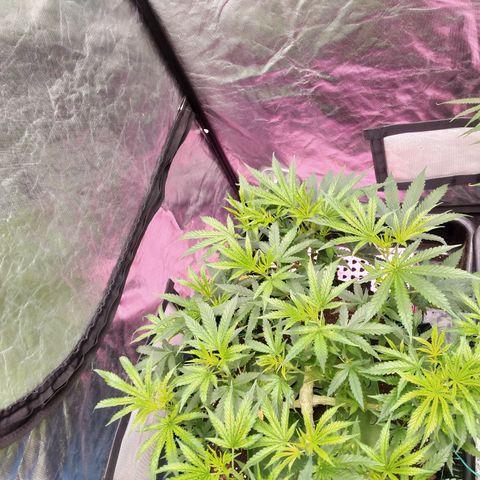 Mandarin Zkitt No.2 growlog timeline photo