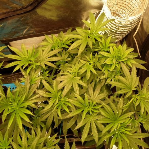 Mandarin Zkitt No.1 growlog timeline photo