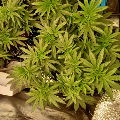 Mandarin Zkitt No.1 growlog timeline photo
