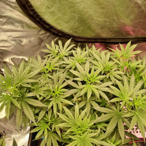 Mandarin Zkitt No.2 growlog timeline photo