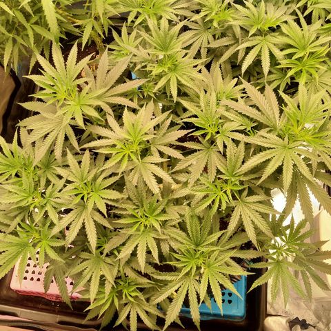 Mandarin Zkitt No.2 growlog timeline photo
