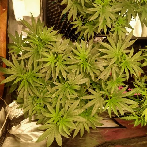 Mandarin Zkitt No.1 growlog timeline photo
