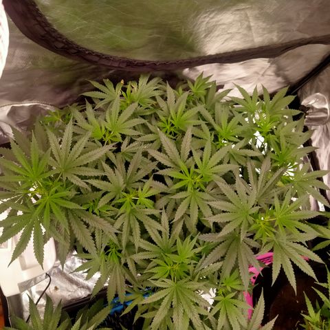 Mandarin Zkitt No.2 growlog timeline photo