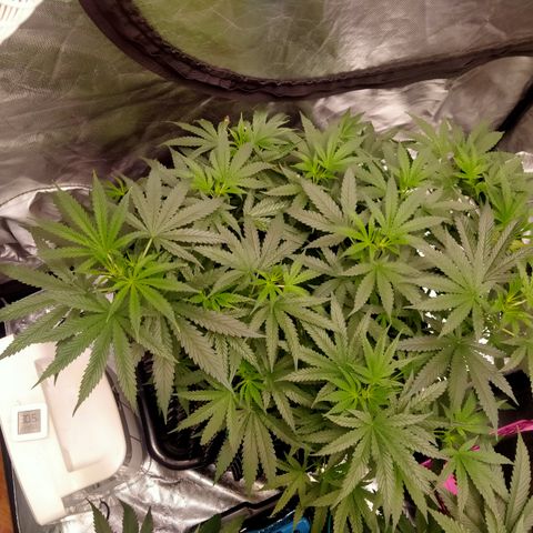 Mandarin Zkitt No.2 growlog timeline photo