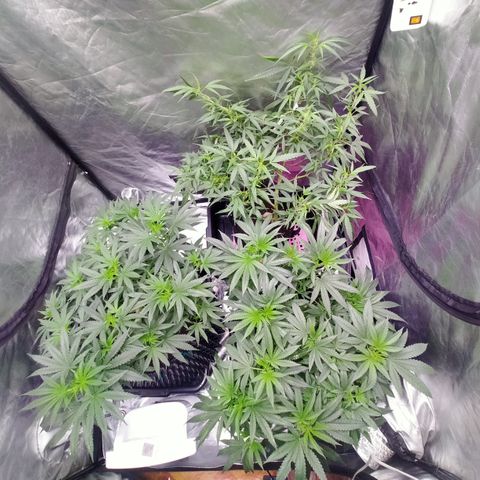 Mandarin Zkitt No.1 growlog timeline photo