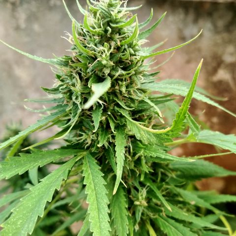 พันธุ์ไทย ท่าศาลา growlog timeline photo
