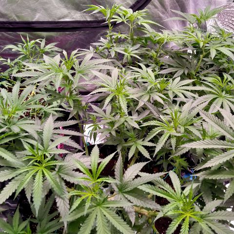 Mandarin Zkitt No.1 growlog timeline photo