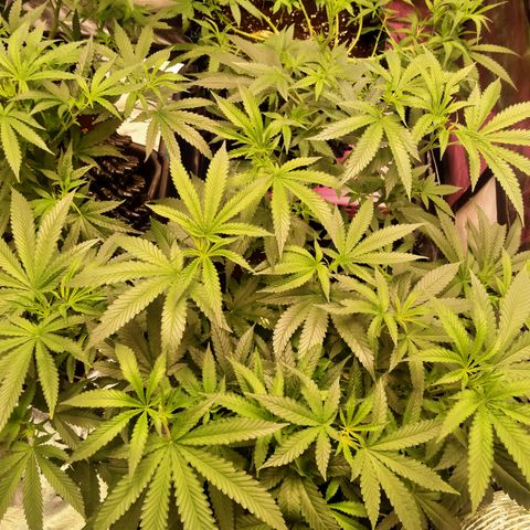 Mandarin Zkitt No.1 growlog timeline photo