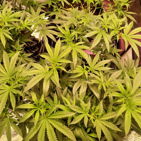 Mandarin Zkitt No.1 growlog timeline photo