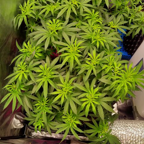 Mandarin Zkitt No.2 growlog timeline photo