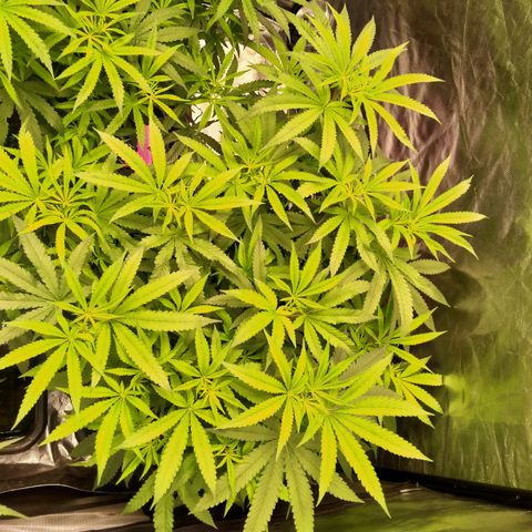 Mandarin Zkitt No.1 growlog timeline photo