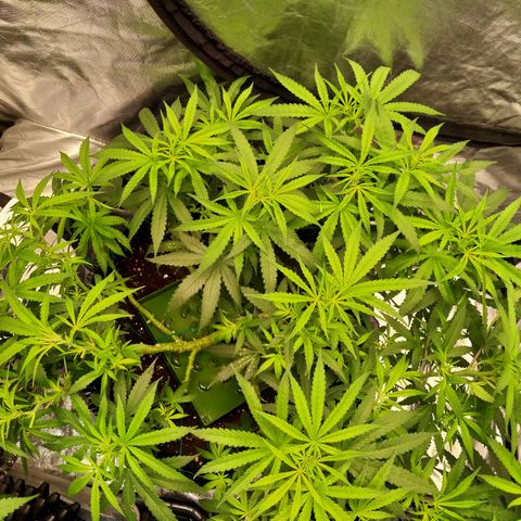 Mandarin Zkitt No.2 growlog timeline photo