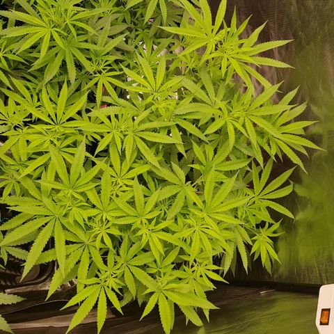 Mandarin Zkitt No.1 growlog timeline photo