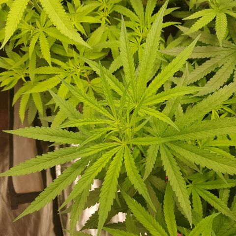 Mandarin Zkitt No.2 growlog timeline photo