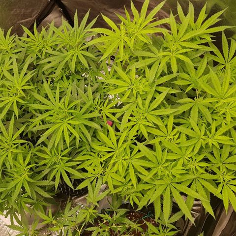 Mandarin Zkitt No.2 growlog timeline photo
