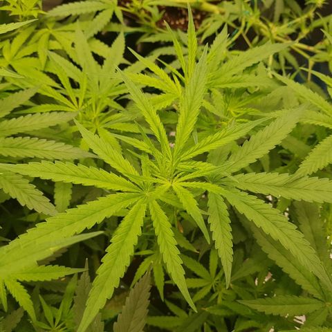 Mandarin Zkitt No.1 growlog timeline photo