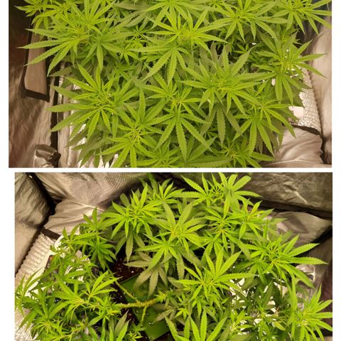 Mandarin Zkitt No.1 growlog timeline photo