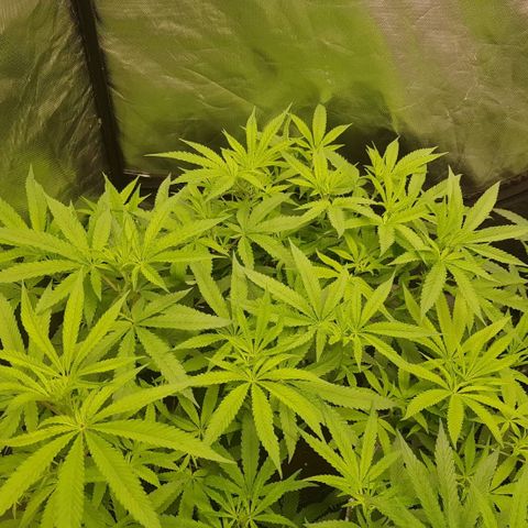 Mandarin Zkitt No.1 growlog timeline photo
