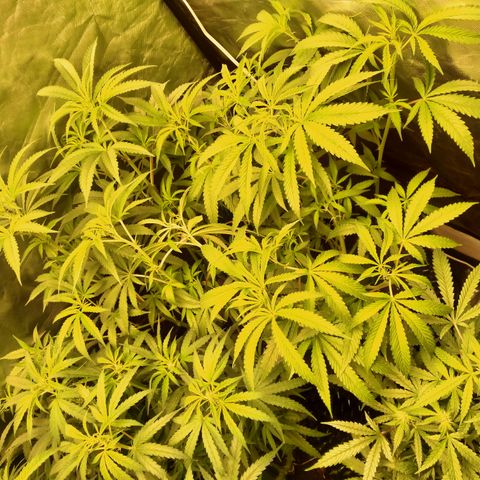 Mandarin Zkitt No.1 growlog timeline photo