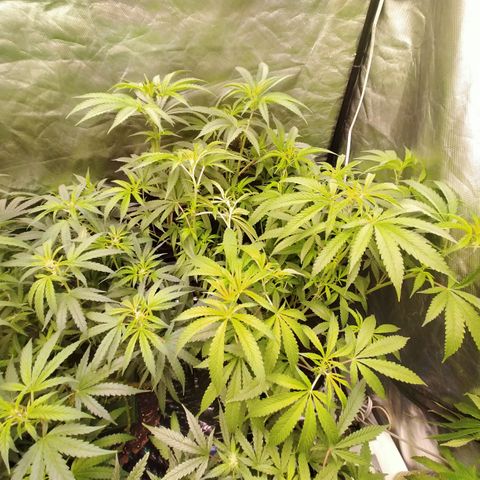 Mandarin Zkitt No.1 growlog timeline photo