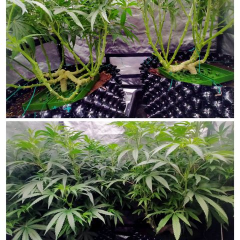 Mandarin Zkitt No.2 growlog timeline photo