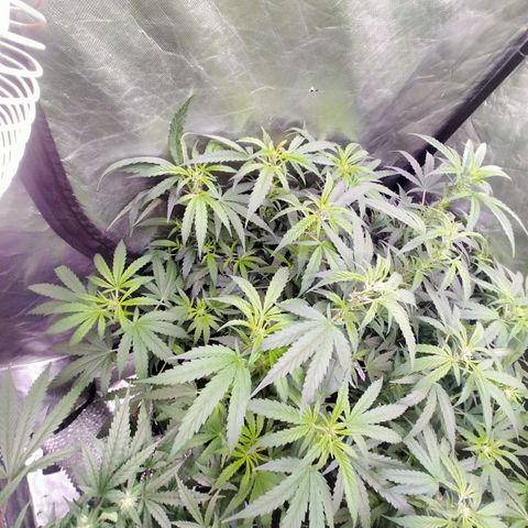 Mandarin Zkitt No.2 growlog timeline photo