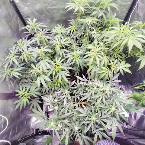 Mandarin Zkitt No.2 growlog timeline photo