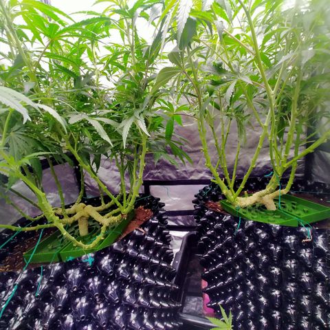 Mandarin Zkitt No.1 growlog timeline photo