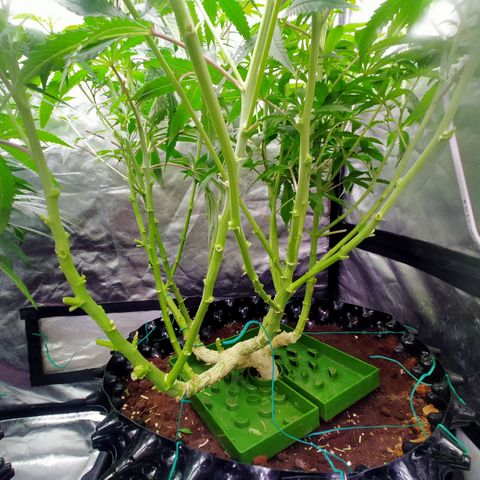Mandarin Zkitt No.1 growlog timeline photo
