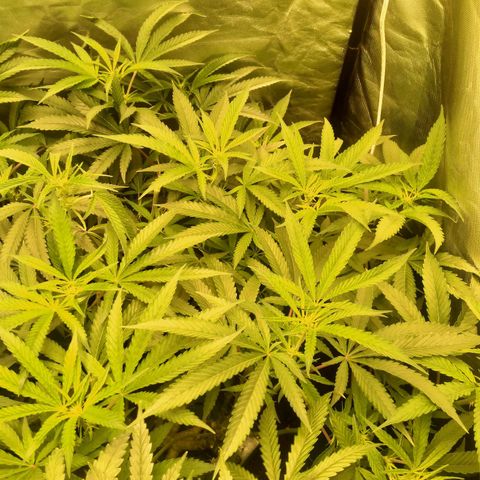 Mandarin Zkitt No.1 growlog timeline photo