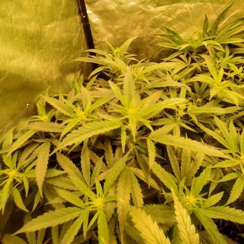 Mandarin Zkitt No.2 growlog timeline photo