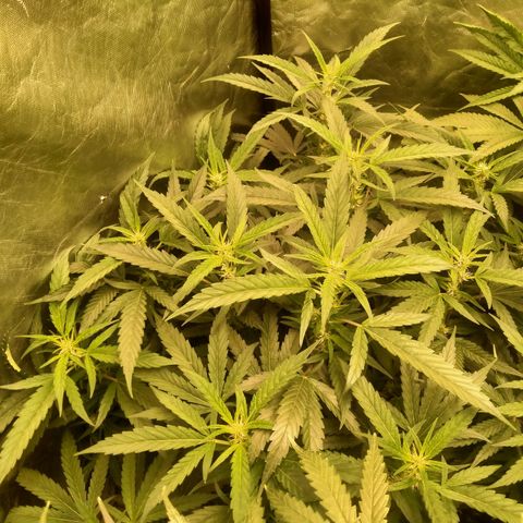 Mandarin Zkitt No.2 growlog timeline photo
