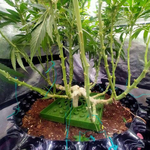 Mandarin Zkitt No.1 growlog timeline photo
