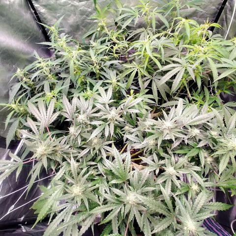 Mandarin Zkitt No.1 growlog timeline photo
