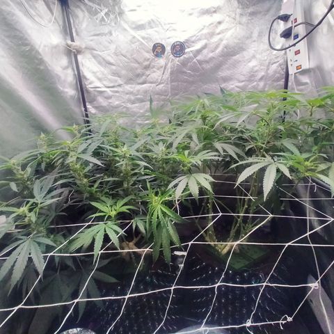 Mandarin Zkitt No.1 growlog timeline photo