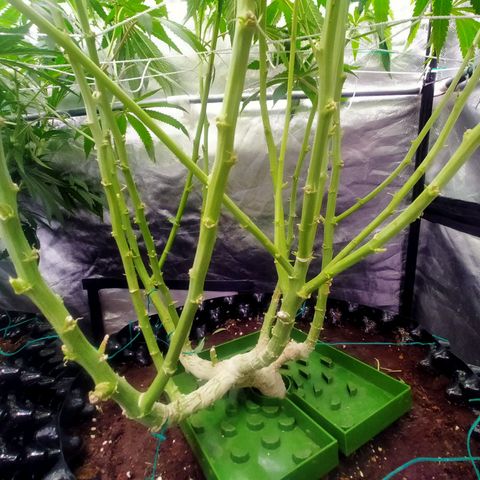 Mandarin Zkitt No.1 growlog timeline photo