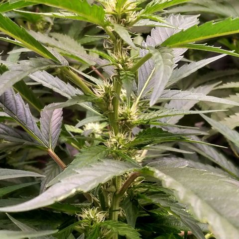 Mandarin Zkitt No.2 growlog timeline photo