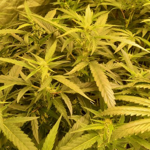 Mandarin Zkitt No.2 growlog timeline photo