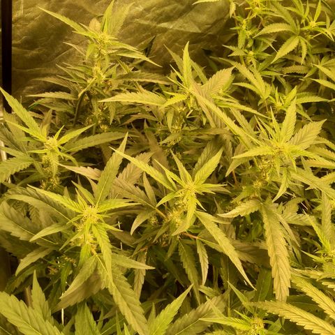 Mandarin Zkitt No.2 growlog timeline photo