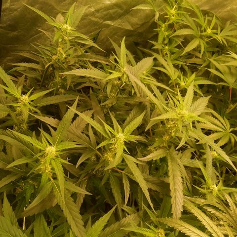 Mandarin Zkitt No.2 growlog timeline photo
