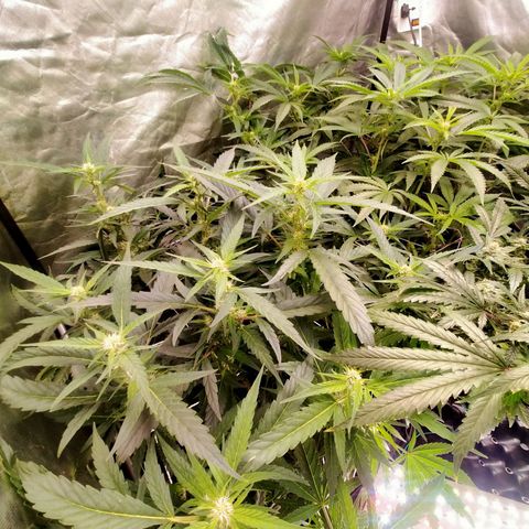 Mandarin Zkitt No.2 growlog timeline photo