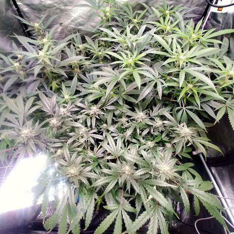 Mandarin Zkitt No.1 growlog timeline photo