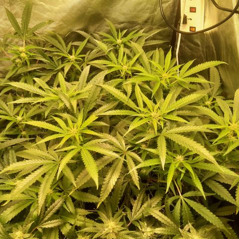 Mandarin Zkitt No.1 growlog timeline photo