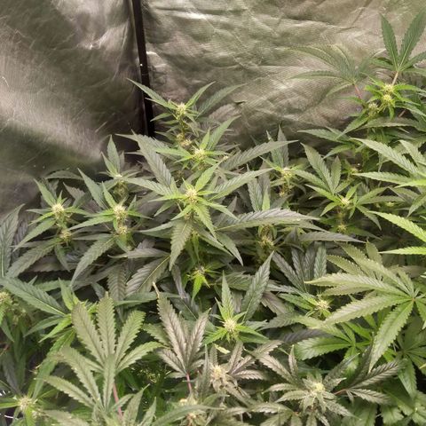 Mandarin Zkitt No.2 growlog timeline photo