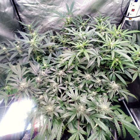 Mandarin Zkitt No.2 growlog timeline photo