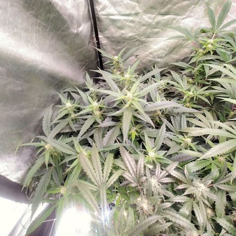 Mandarin Zkitt No.2 growlog timeline photo