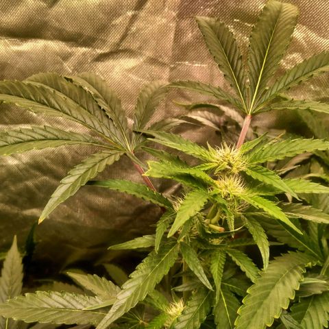 Mandarin Zkitt No.1 growlog timeline photo