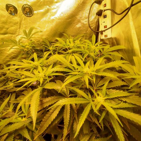 Mandarin Zkitt No.1 growlog timeline photo